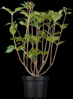 Weigela 'Bristol Ruby'® (Weigela 'Bristol Ruby®') - afbeelding 2