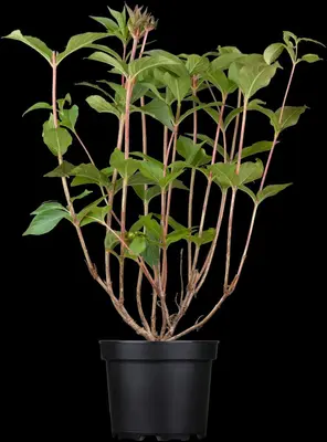 Weigela 'Bristol Ruby'® (Weigela 'Bristol Ruby®') - afbeelding 2