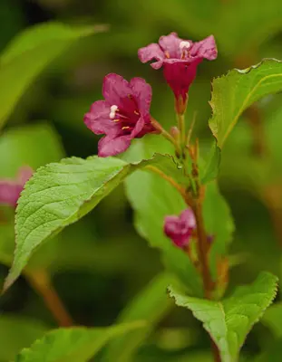 Weigela 'Bristol Ruby'® (Weigela 'Bristol Ruby®') - afbeelding 3