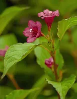 Weigela 'Bristol Ruby'® (Weigela 'Bristol Ruby®') - afbeelding 3