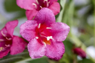 Weigela 'Bristol Ruby'® (Weigela 'Bristol Ruby®') - afbeelding 4