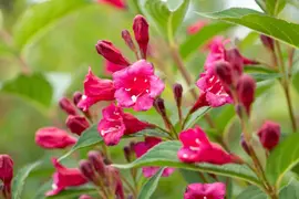 Weigela 'Bristol Ruby'® (Weigela 'Bristol Ruby®') - afbeelding 6