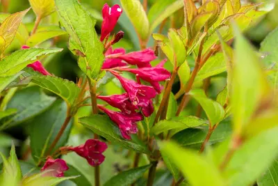 Weigela 'Bristol Ruby'® (Weigela 'Bristol Ruby®') - afbeelding 9