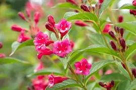Weigela 'Bristol Ruby'® (Weigela 'Bristol Ruby®') - afbeelding 7