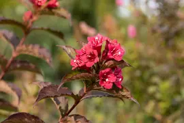 Weigela 'Bristol Ruby'® (Weigela 'Bristol Ruby®') - afbeelding 8