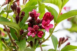 Weigela 'Bristol Ruby'® (Weigela 'Bristol Ruby®') - afbeelding 10