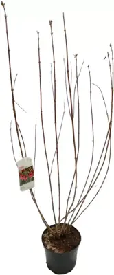 Weigela 'bristol ruby' (Weigelia) 120-130 cm - afbeelding 1