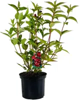 Weigela 'Bristol Ruby' (Weigelia) 60cm - afbeelding 1