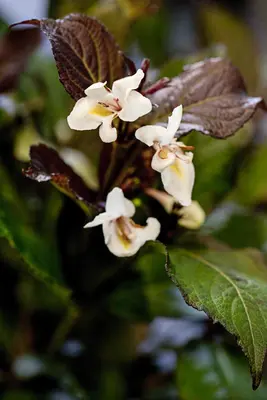 Weigela florida 'Ebony & Ivory'® (Weigelia 'Ebony & Ivory') - afbeelding 1