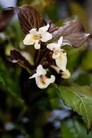 Weigela florida 'Ebony & Ivory'® (Weigelia 'Ebony & Ivory') - afbeelding 1