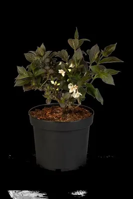 Weigela florida 'Ebony & Ivory'® (Weigelia 'Ebony & Ivory') - afbeelding 2