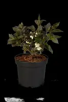 Weigela florida 'Ebony & Ivory'® (Weigelia 'Ebony & Ivory') - afbeelding 2