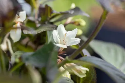 Weigela florida 'Ebony & Ivory'® (Weigelia 'Ebony & Ivory') - afbeelding 3