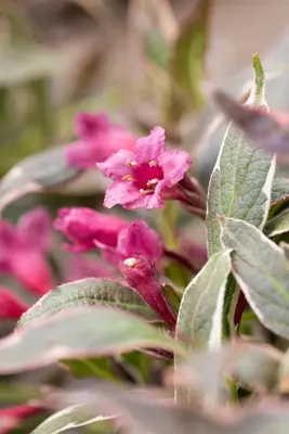 Weigela florida 'Monet'® (Weigela 'Monet') - afbeelding 8