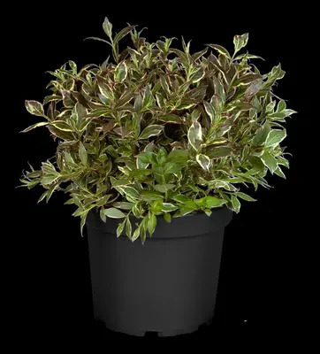 Weigela florida 'Monet'® (Weigela 'Monet') - afbeelding 13