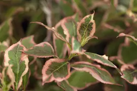 Weigela florida 'Monet'® (Weigela 'Monet') - afbeelding 3