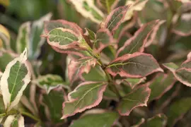 Weigela florida 'Monet'® (Weigela 'Monet') - afbeelding 4