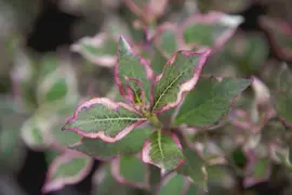 Weigela florida 'Monet'® (Weigela 'Monet') - afbeelding 5