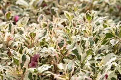 Weigela florida 'Monet'® (Weigela 'Monet') - afbeelding 6