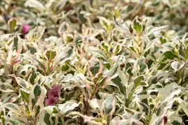 Weigela florida 'Monet'® (Weigela 'Monet') - afbeelding 6