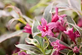Weigela florida 'Monet'® (Weigela 'Monet') - afbeelding 7
