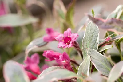 Weigela florida 'Monet'® (Weigela 'Monet') - afbeelding 9