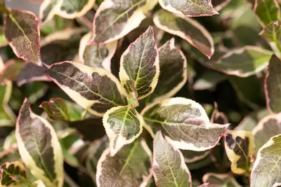 Weigela florida 'Monet'® (Weigela 'Monet') - afbeelding 10