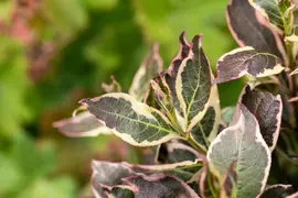 Weigela florida 'Monet'® (Weigela 'Monet') - afbeelding 11