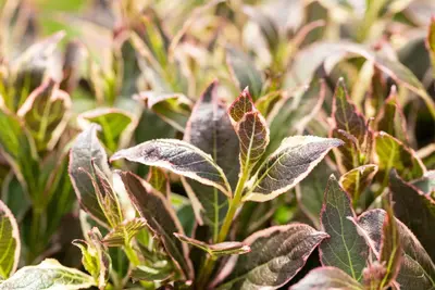 Weigela florida 'Monet'® (Weigela 'Monet') - afbeelding 12