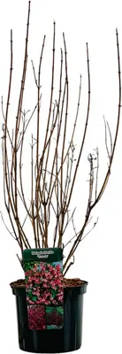 Weigela florida 'Victoria' (Weigelia) 80cm - afbeelding 2
