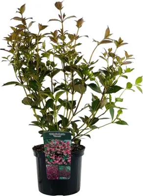 Weigela florida 'Victoria' (Weigelia) 80cm - afbeelding 1