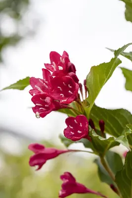 Weigela 'Red Prince' (Weigela 'Red Prince') - afbeelding 4
