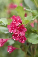 Weigela 'Red Prince' (Weigela 'Red Prince') - afbeelding 5