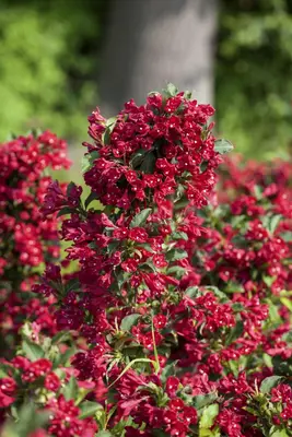 Weigela 'Red Prince' (Weigela 'Red Prince') - afbeelding 6