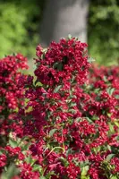 Weigela 'Red Prince' (Weigela 'Red Prince') - afbeelding 6