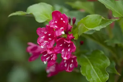 Weigela 'Red Prince' (Weigela 'Red Prince') - afbeelding 2