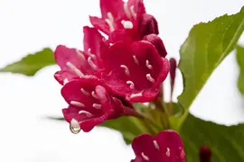 Weigela 'Red Prince' (Weigela 'Red Prince') - afbeelding 3