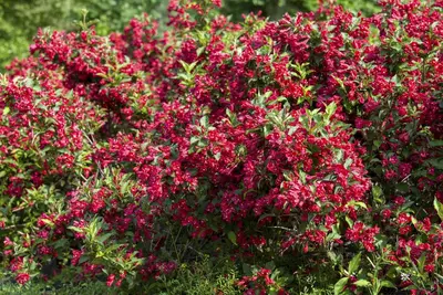 Weigela 'Red Prince' (Weigela 'Red Prince') - afbeelding 7