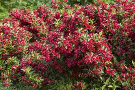 Weigela 'Red Prince' (Weigela 'Red Prince') - afbeelding 7
