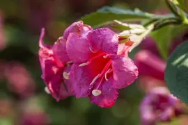 Weigela 'Red Prince' (Weigela 'Red Prince') - afbeelding 8
