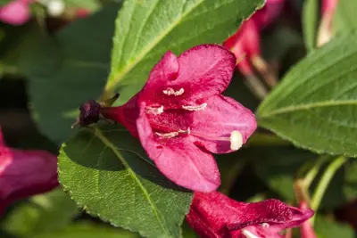 Weigela 'Red Prince' (Weigela 'Red Prince') - afbeelding 9