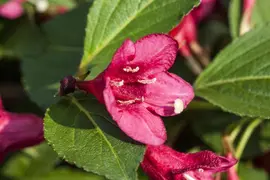 Weigela 'Red Prince' (Weigela 'Red Prince') - afbeelding 9
