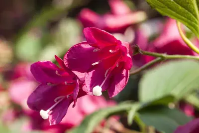 Weigela 'Red Prince' (Weigela 'Red Prince') - afbeelding 10