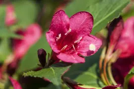 Weigela 'Red Prince' (Weigela 'Red Prince') - afbeelding 11