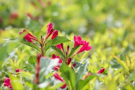 Weigela 'Red Prince' (Weigela 'Red Prince') - afbeelding 12