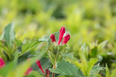 Weigela 'Red Prince' (Weigela 'Red Prince') - afbeelding 13