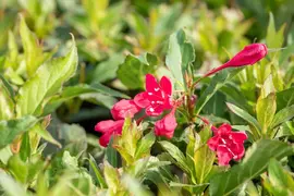 Weigela 'Red Prince' (Weigela 'Red Prince') - afbeelding 14