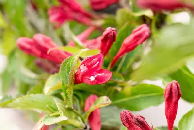 Weigela 'Red Prince' (Weigela 'Red Prince') - afbeelding 15
