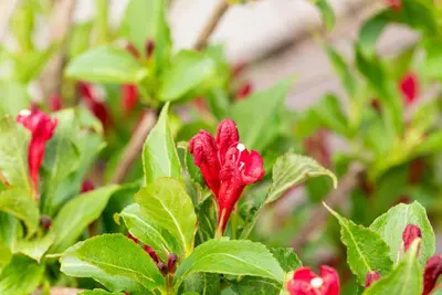 Weigela 'Red Prince' (Weigela 'Red Prince') - afbeelding 16