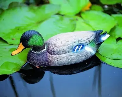 Wilde eend (woerd) - afbeelding 2